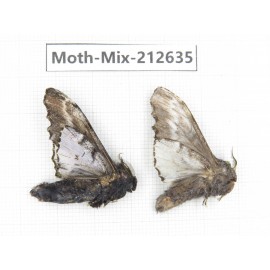 Moths sp. China, Tibet, Linzhi, Bomi county. 2Pcs. Moth-Mix-212635.
