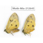 Moths sp. China, Tibet, Linzhi, Bomi county. 2Pcs. Moth-Mix-212645.
