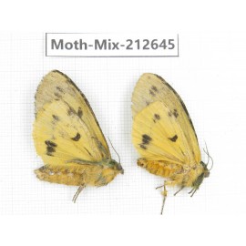 Moths sp. China, Tibet, Linzhi, Bomi county. 2Pcs. Moth-Mix-212645.