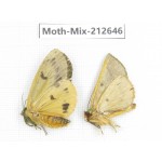 Moths sp. China, Tibet, Linzhi, Bomi county. 2Pcs. Moth-Mix-212646.