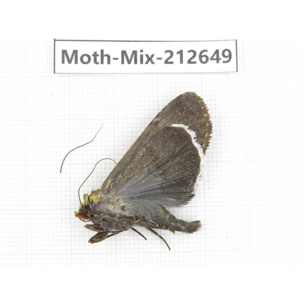 Moths sp. China, Tibet, Linzhi, Bomi county. 1Pcs. Moth-Mix-212649.