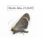Moths sp. China, Tibet, Linzhi, Bomi county. 1Pcs. Moth-Mix-212649.