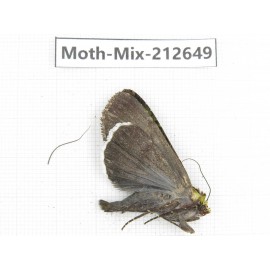Moths sp. China, Tibet, Linzhi, Bomi county. 1Pcs. Moth-Mix-212649.
