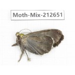 Moths sp. China, Tibet, Linzhi, Bomi county. 1Pcs. Moth-Mix-212651.