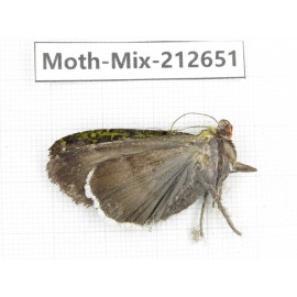 Moths sp. China, Tibet, Linzhi, Bomi county. 1Pcs. Moth-Mix-212651.