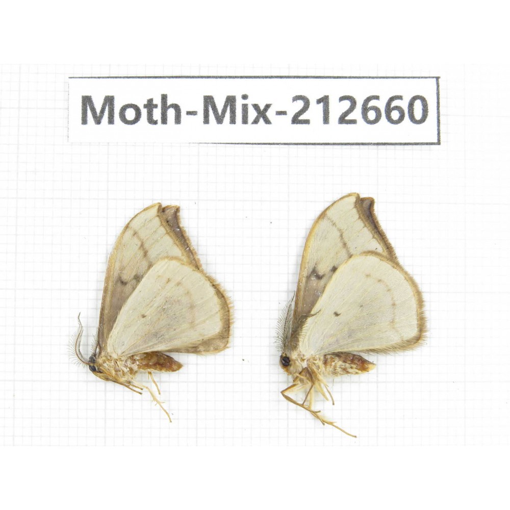 Moths sp. China, Tibet, Linzhi, Bomi county. 2Pcs. Moth-Mix-212660.