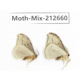 Moths sp. China, Tibet, Linzhi, Bomi county. 2Pcs. Moth-Mix-212660.