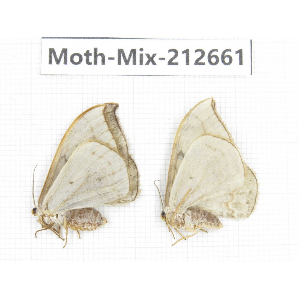 Moths sp. China, Tibet, Linzhi, Bomi county. 2Pcs. Moth-Mix-212661.