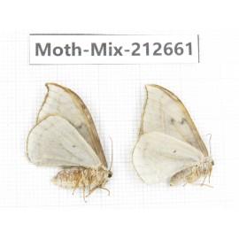 Moths sp. China, Tibet, Linzhi, Bomi county. 2Pcs. Moth-Mix-212661.