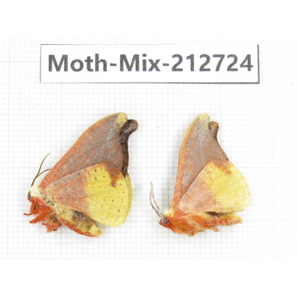 Moths sp. China, Tibet, Linzhi, Bomi county. 2Pcs. Moth-Mix-212724.