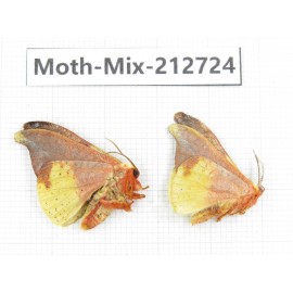 Moths sp. China, Tibet, Linzhi, Bomi county. 2Pcs. Moth-Mix-212724.