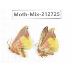 Moths sp. China, Tibet, Linzhi, Bomi county. 2Pcs. Moth-Mix-212725.