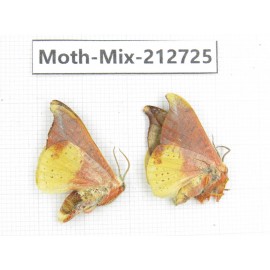 Moths sp. China, Tibet, Linzhi, Bomi county. 2Pcs. Moth-Mix-212725.