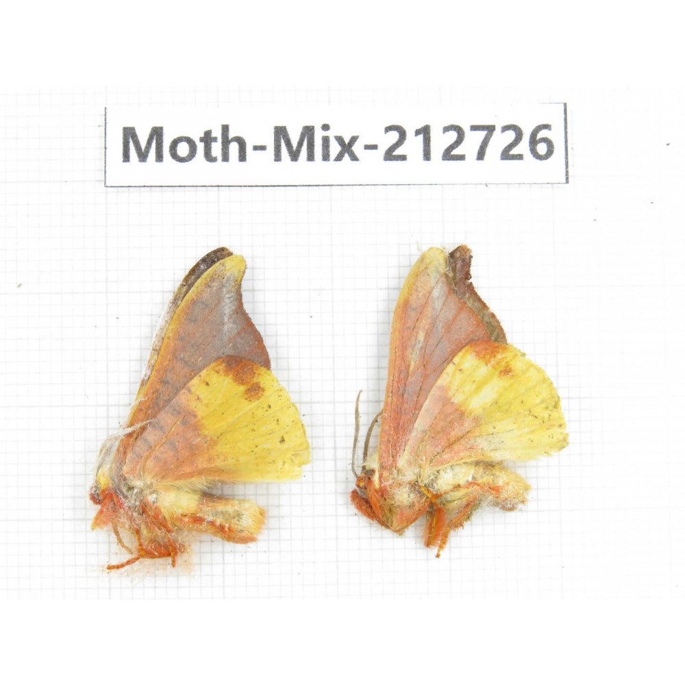 Moths sp. China, Tibet, Linzhi, Bomi county. 2Pcs. Moth-Mix-212726.