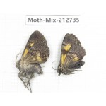 Moths sp. China, Tibet, Linzhi, Bomi county. 2Pcs. Moth-Mix-212735.