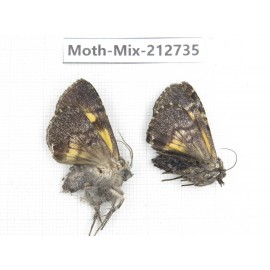 Moths sp. China, Tibet, Linzhi, Bomi county. 2Pcs. Moth-Mix-212735.