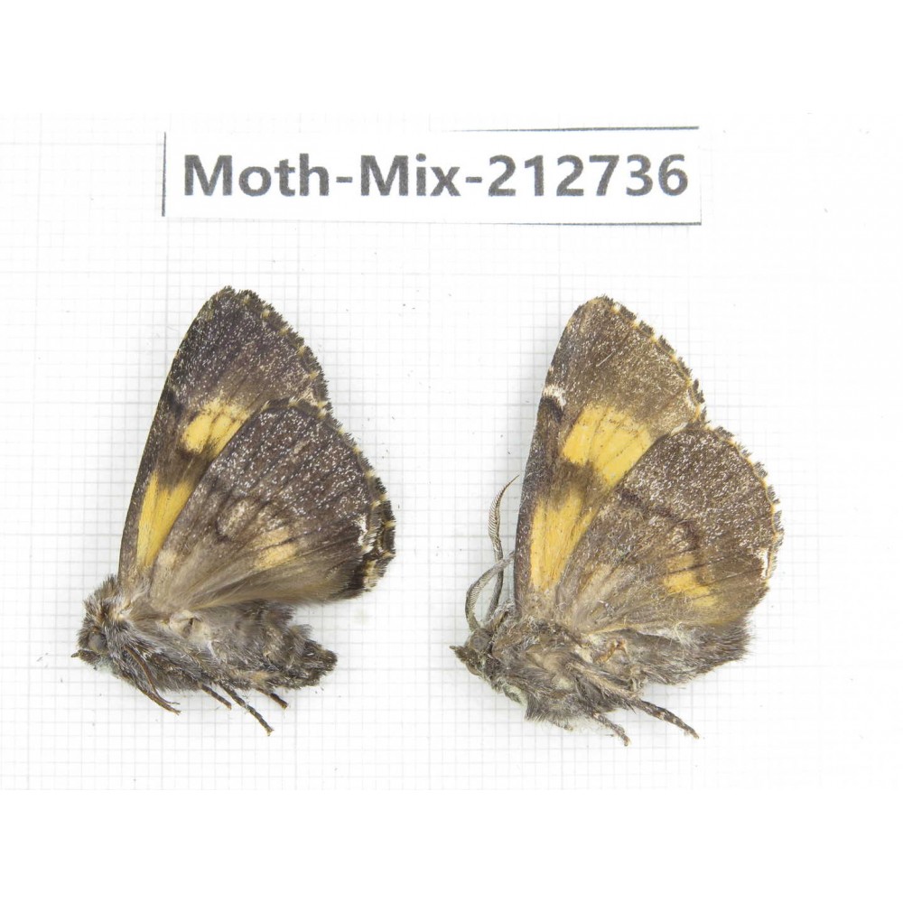 Moths sp. China, Tibet, Linzhi, Bomi county. 2Pcs. Moth-Mix-212736.