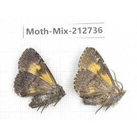 Moths sp. China, Tibet, Linzhi, Bomi county. 2Pcs. Moth-Mix-212736.
