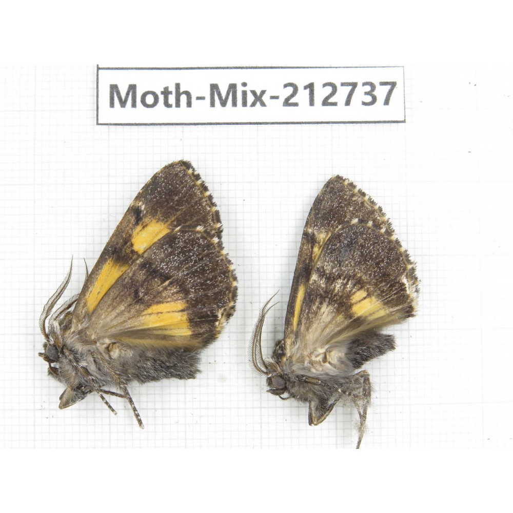 Moths sp. China, Tibet, Linzhi, Bomi county. 2Pcs. Moth-Mix-212737.
