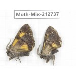 Moths sp. China, Tibet, Linzhi, Bomi county. 2Pcs. Moth-Mix-212737.