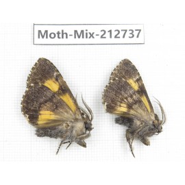 Moths sp. China, Tibet, Linzhi, Bomi county. 2Pcs. Moth-Mix-212737.