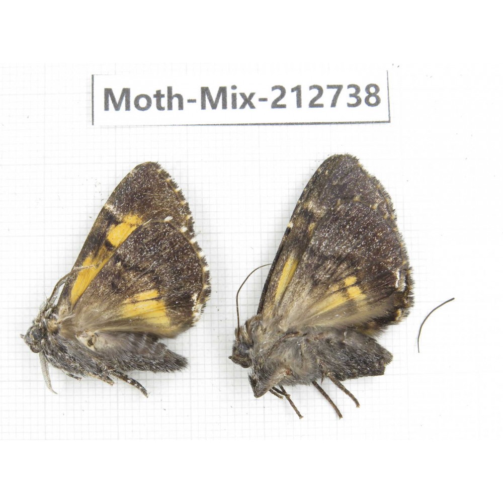 Moths sp. China, Tibet, Linzhi, Bomi county. 2Pcs. Moth-Mix-212738.
