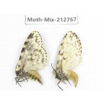 Moths sp. China, Tibet, Linzhi, Bomi county. 2Pcs. Moth-Mix-212767.
