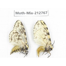 Moths sp. China, Tibet, Linzhi, Bomi county. 2Pcs. Moth-Mix-212767.