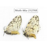 Moths sp. China, Tibet, Linzhi, Bomi county. 2Pcs. Moth-Mix-212768.