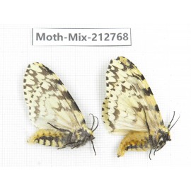 Moths sp. China, Tibet, Linzhi, Bomi county. 2Pcs. Moth-Mix-212768.