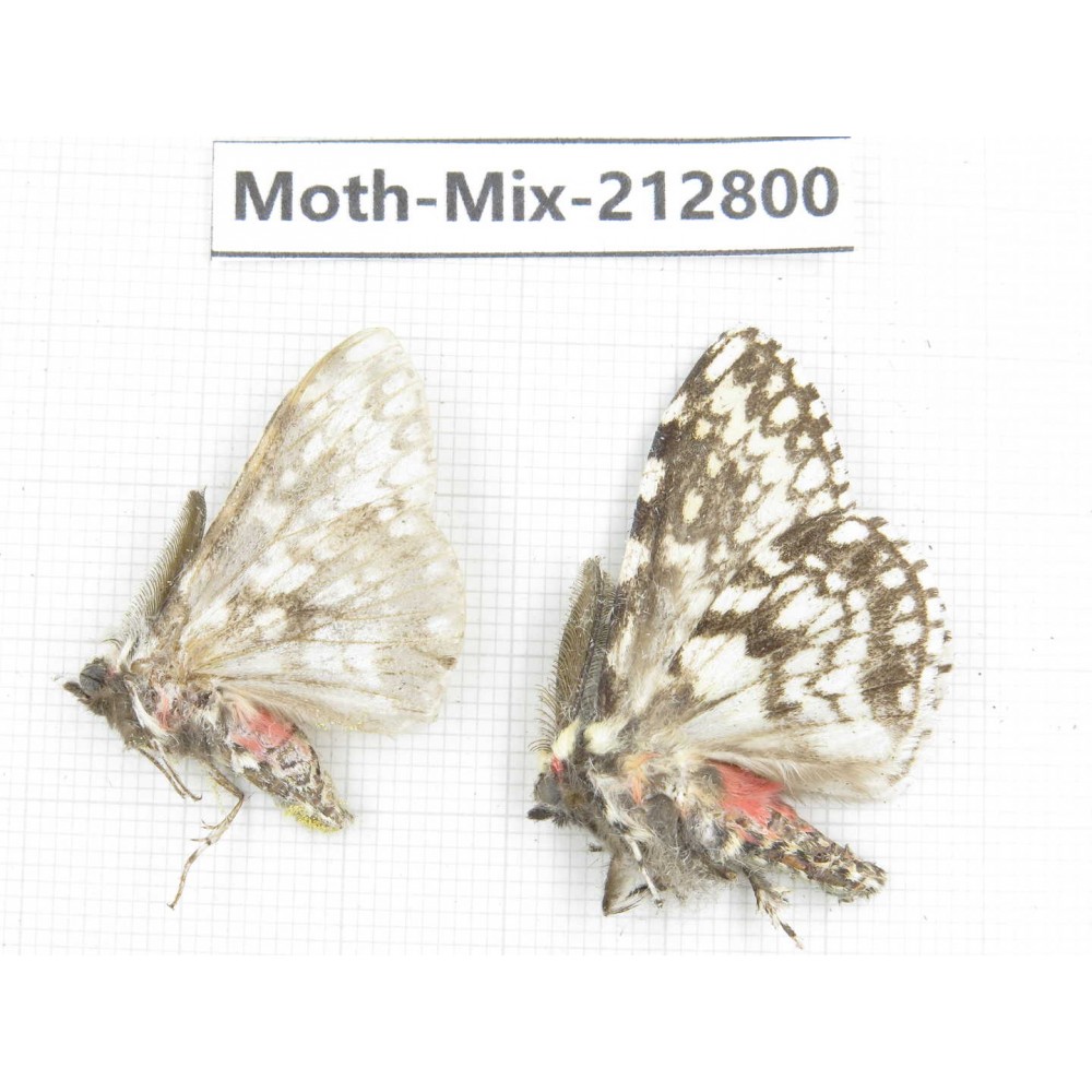 Moths sp. China, Tibet, Linzhi, Bomi county. 2Pcs. Moth-Mix-212800.