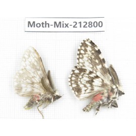 Moths sp. China, Tibet, Linzhi, Bomi county. 2Pcs. Moth-Mix-212800.