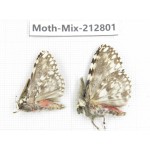 Moths sp. China, Tibet, Linzhi, Bomi county. 2Pcs. Moth-Mix-212801.