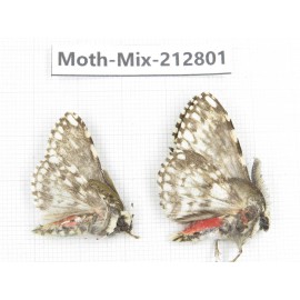 Moths sp. China, Tibet, Linzhi, Bomi county. 2Pcs. Moth-Mix-212801.