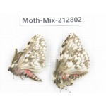 Moths sp. China, Tibet, Linzhi, Bomi county. 2Pcs. Moth-Mix-212802.