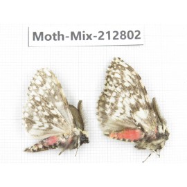 Moths sp. China, Tibet, Linzhi, Bomi county. 2Pcs. Moth-Mix-212802.
