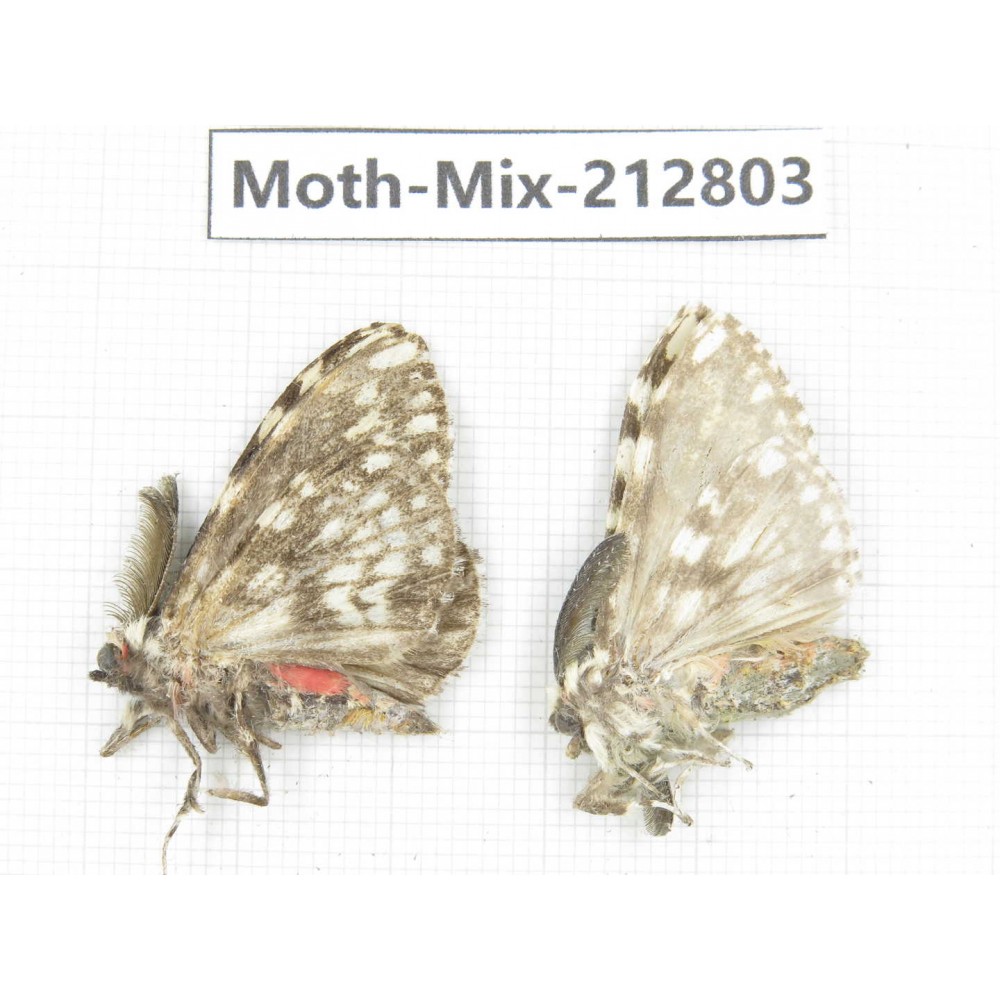 Moths sp. China, Tibet, Linzhi, Bomi county. 2Pcs. Moth-Mix-212803.