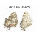 Moths sp. China, Tibet, Linzhi, Bomi county. 2Pcs. Moth-Mix-212803.