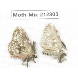 Moths sp. China, Tibet, Linzhi, Bomi county. 2Pcs. Moth-Mix-212803.