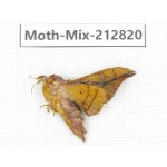 Moths sp. China, Tibet, Linzhi, Bomi county. 1Pcs. Moth-Mix-212820.