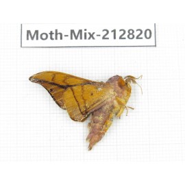 Moths sp. China, Tibet, Linzhi, Bomi county. 1Pcs. Moth-Mix-212820.