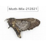 Moths sp. China, Tibet, Linzhi, Bomi county. 1Pcs. Moth-Mix-212821.
