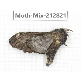 Moths sp. China, Tibet, Linzhi, Bomi county. 1Pcs. Moth-Mix-212821.