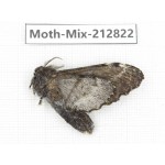 Moths sp. China, Tibet, Linzhi, Bomi county. 1Pcs. Moth-Mix-212822.