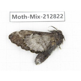 Moths sp. China, Tibet, Linzhi, Bomi county. 1Pcs. Moth-Mix-212822.
