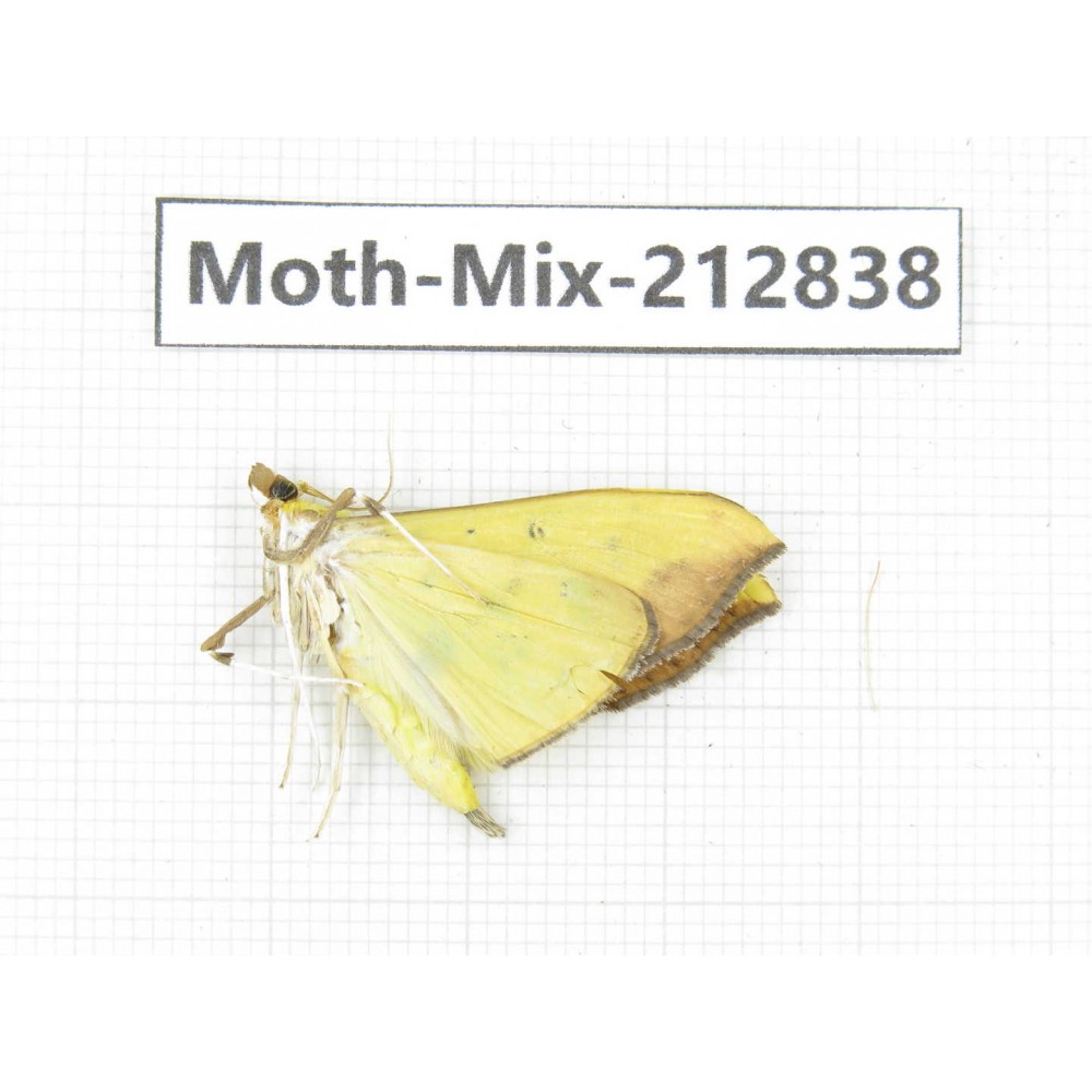 Moths sp. China, Tibet, Linzhi, Bomi county. 1Pcs. Moth-Mix-212838.