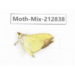 Moths sp. China, Tibet, Linzhi, Bomi county. 1Pcs. Moth-Mix-212838.