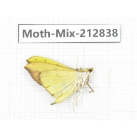 Moths sp. China, Tibet, Linzhi, Bomi county. 1Pcs. Moth-Mix-212838.
