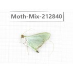 Moths sp. China, Tibet, Linzhi, Bomi county. 1Pcs. Moth-Mix-212840.