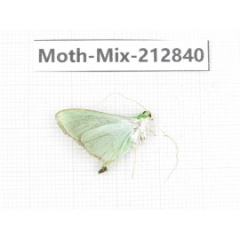 Moths sp. China, Tibet, Linzhi, Bomi county. 1Pcs. Moth-Mix-212840.